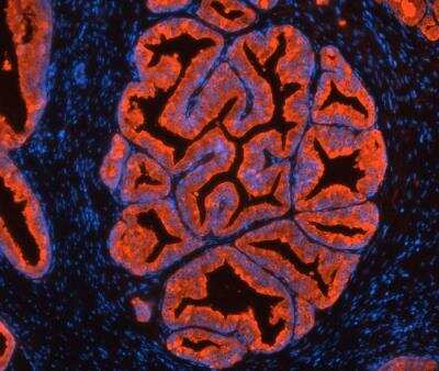 Goat Anti-Rabbit IgG (H+L) Secondary Antibody, Cy3 Conjugated